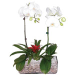 Orchid plants,orchid prose