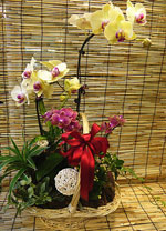 New Year Plant New Year Plant
